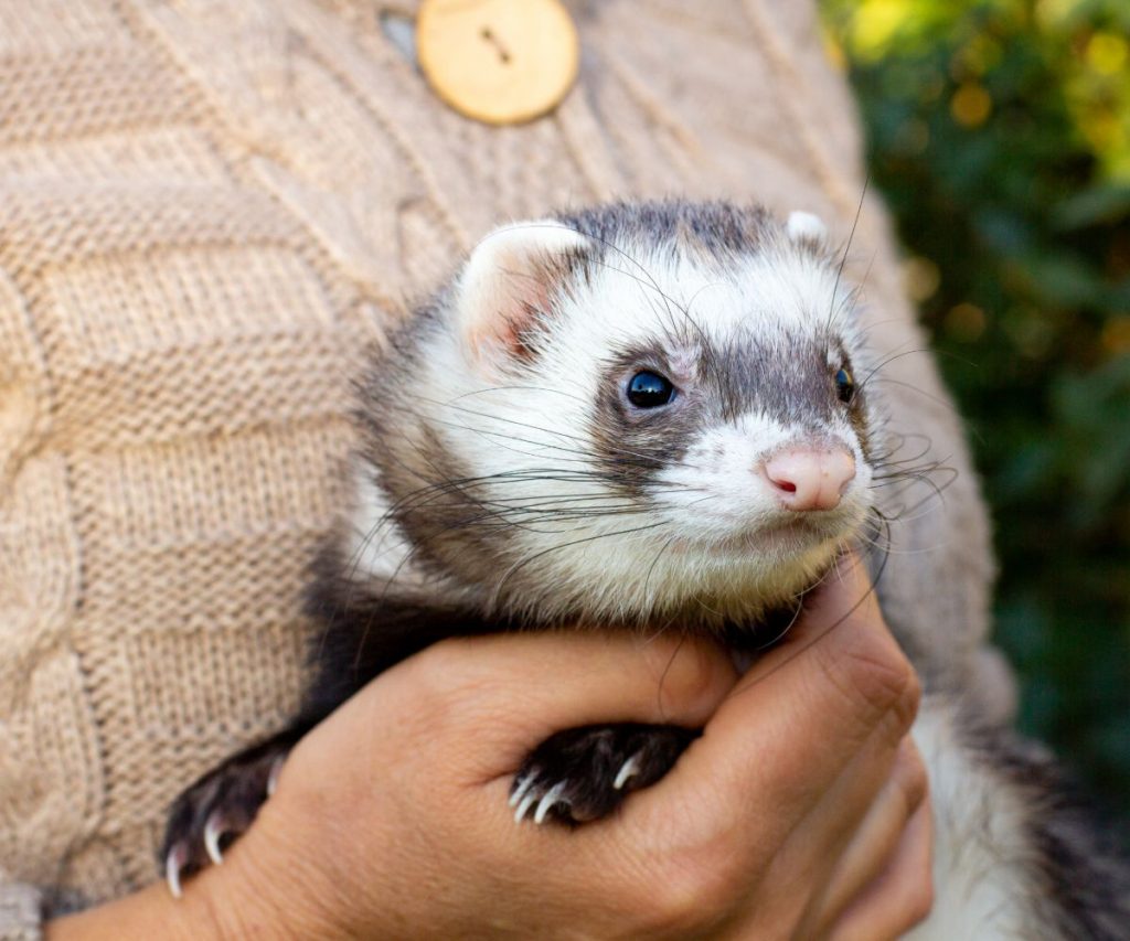Are Ferrets Smarter than Rats?