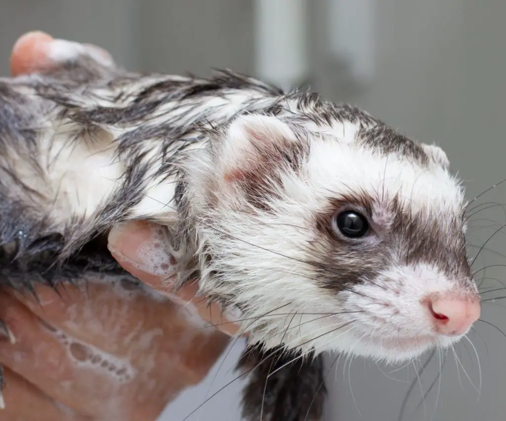 Can You Use Dawn To Wash Your Ferret?
