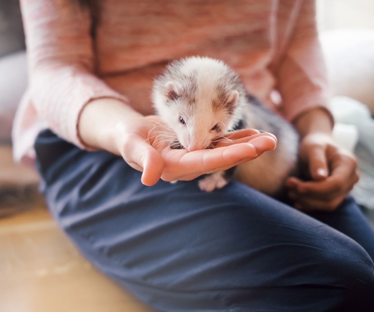 Are Ferrets Easy Pets? Things you need to consider. petusiast