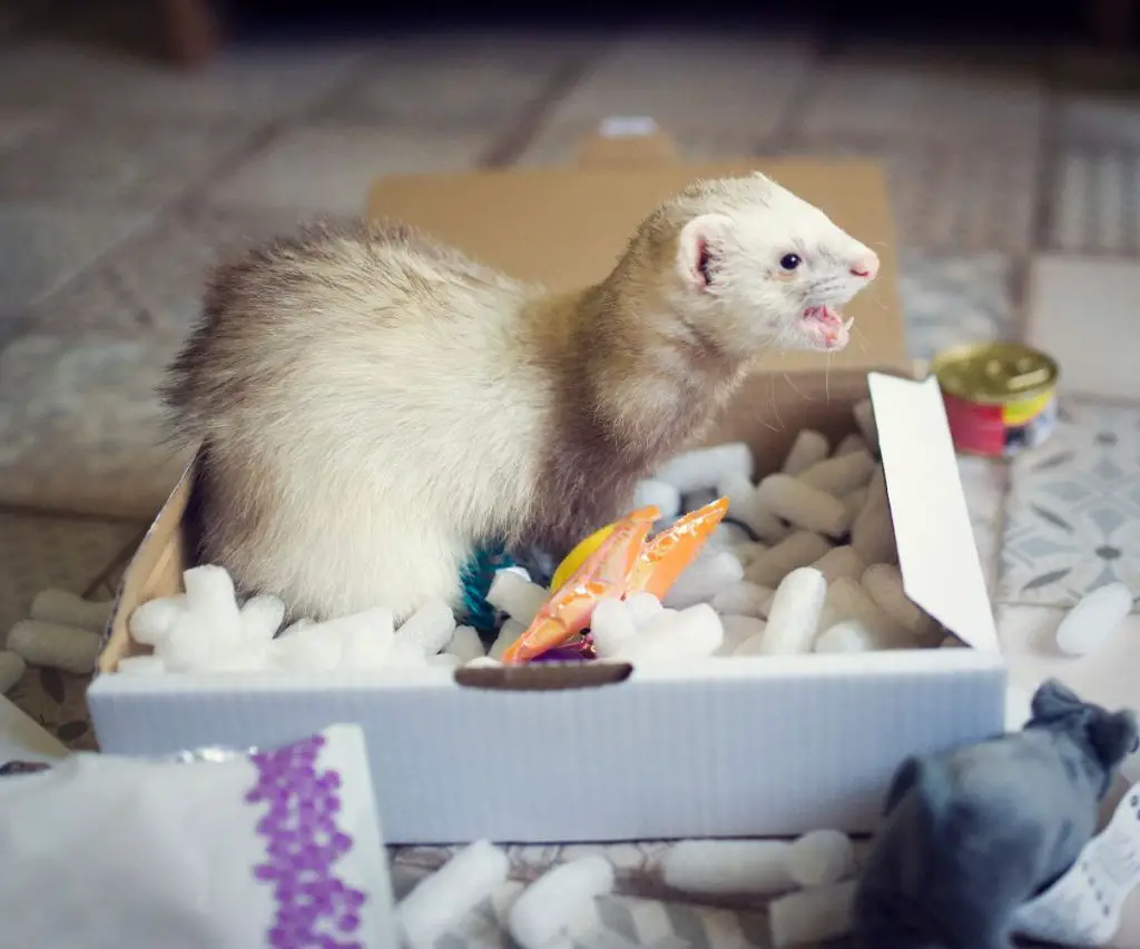 What Should I Do If My Ferret’s Tail Puffs Up?