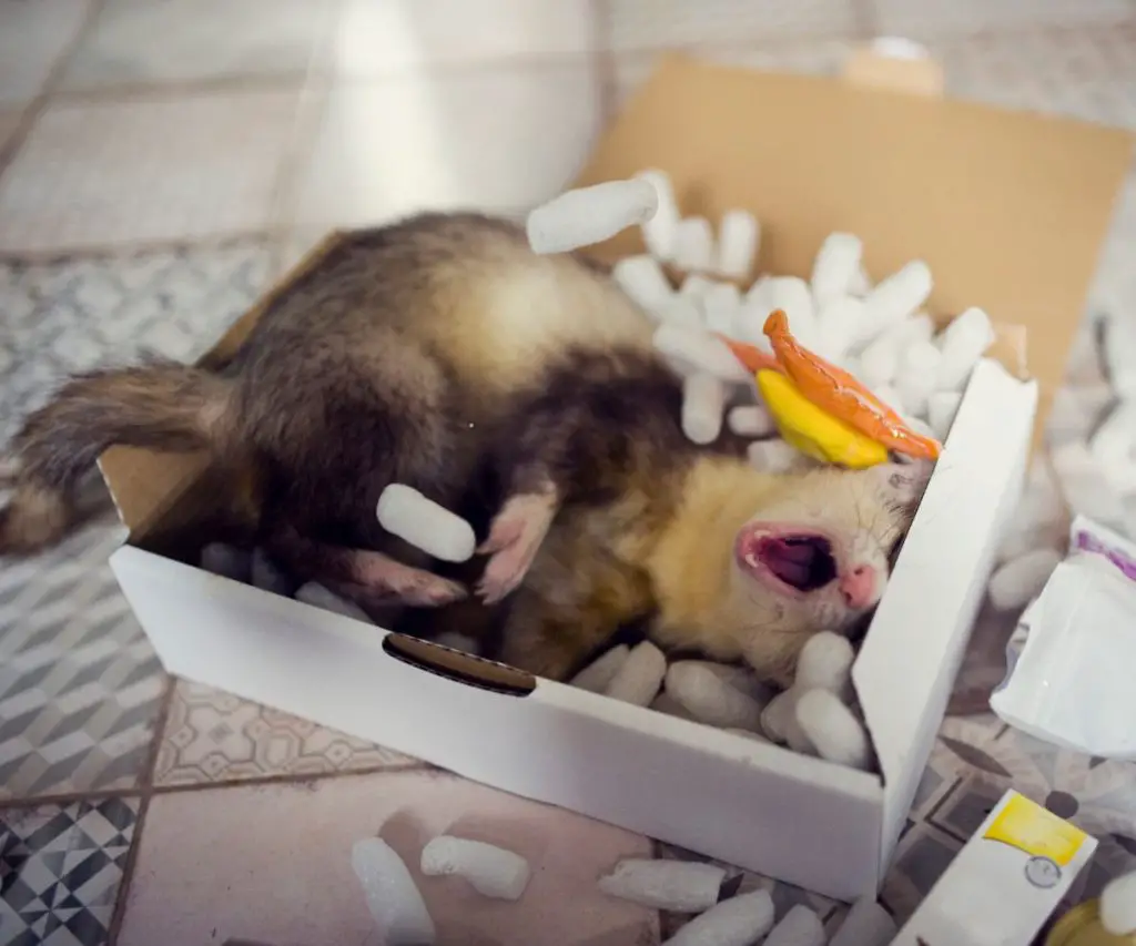 Can You House a Ferret Alone?
