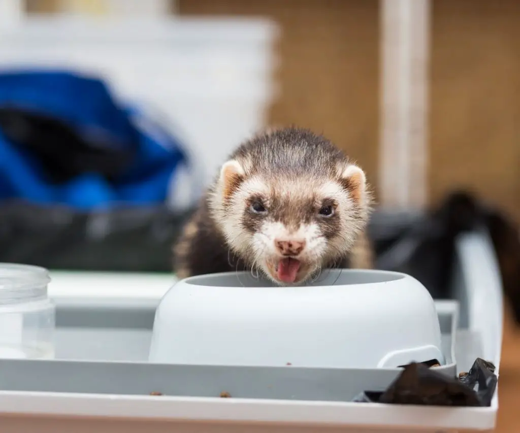 Can You Feed Your Ferret Chicken?