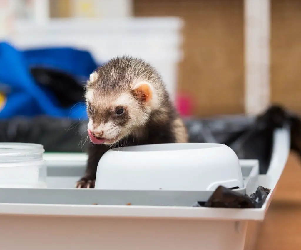 Chicken Liver for Ferrets