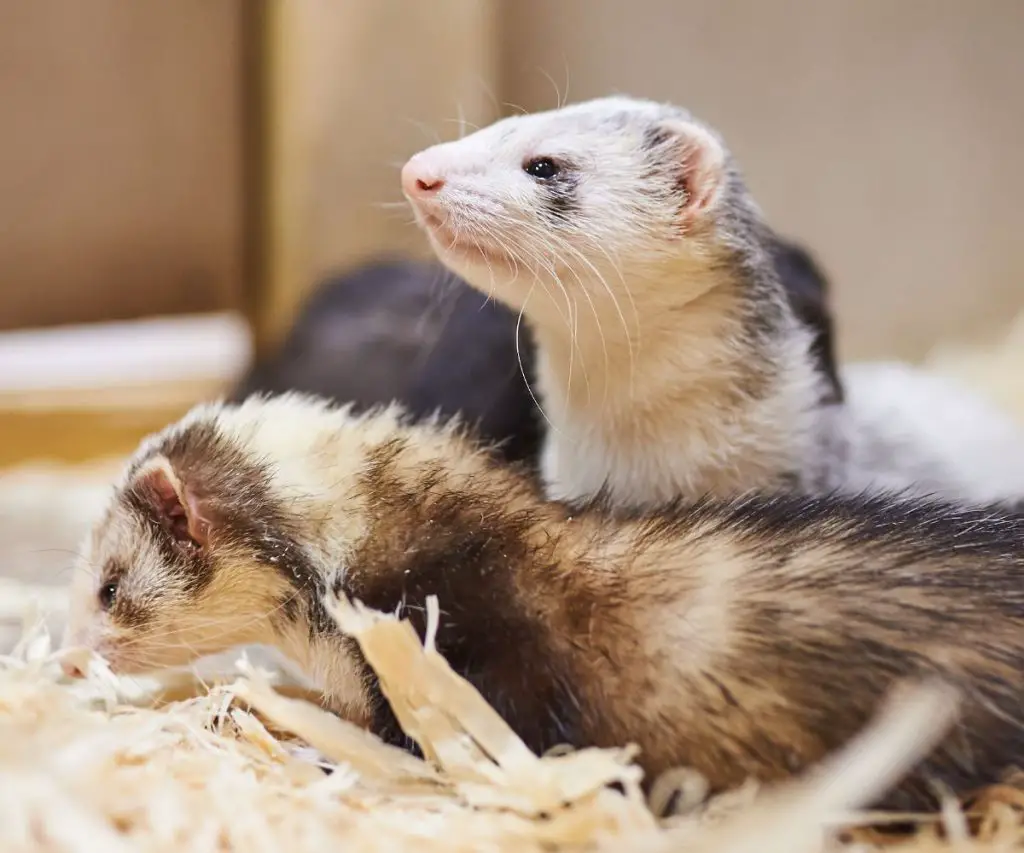 Are Wood Beddings Safe for Ferrets?