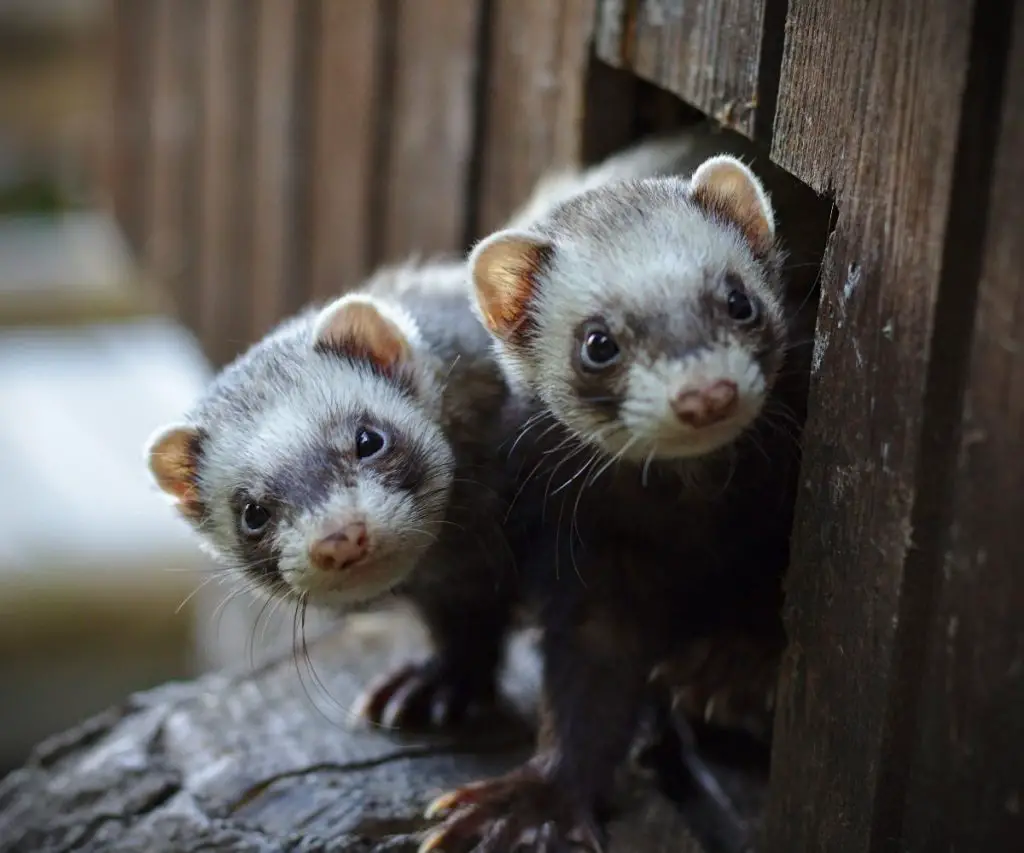 Can Ferrets Use Cat Litter? Avoid these mistakes! petusiast