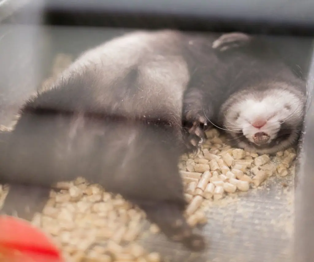 What Kind of Wood Bedding is Safe for Ferrets