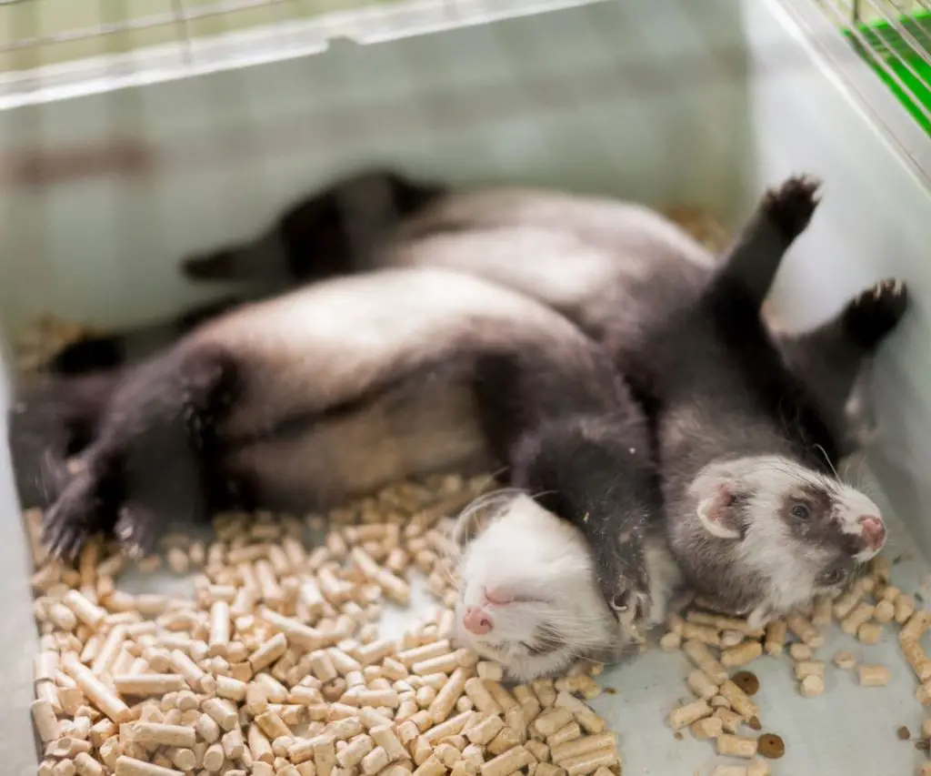 What Kind of Wood Bedding is Safe for Ferrets? (Avoid Pine and Cedar