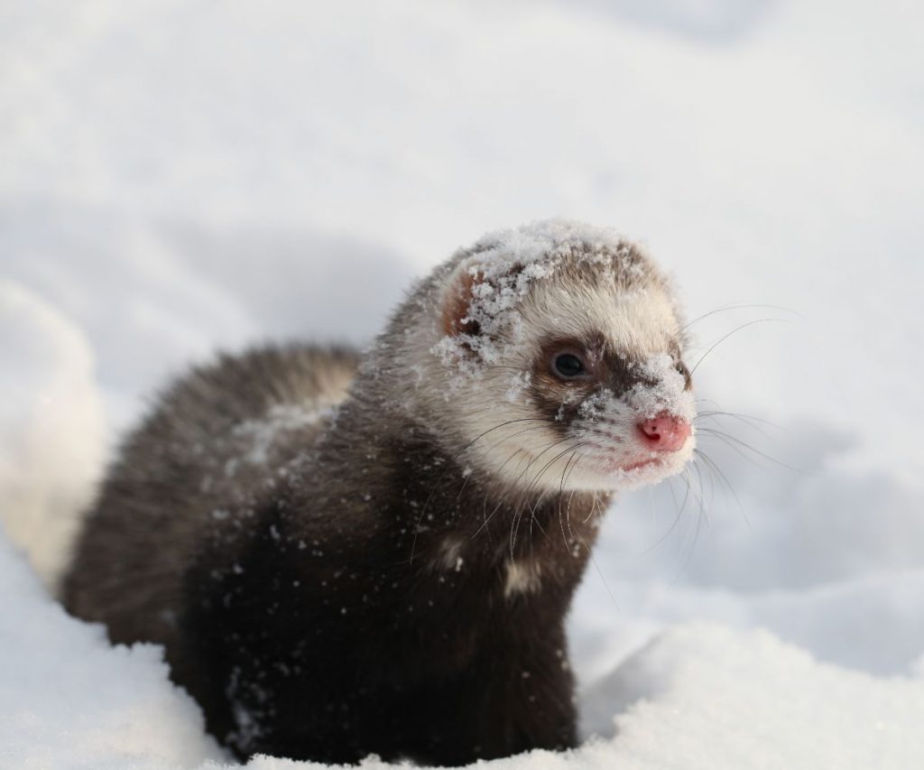 What Temperature is Too Cold for Ferrets?