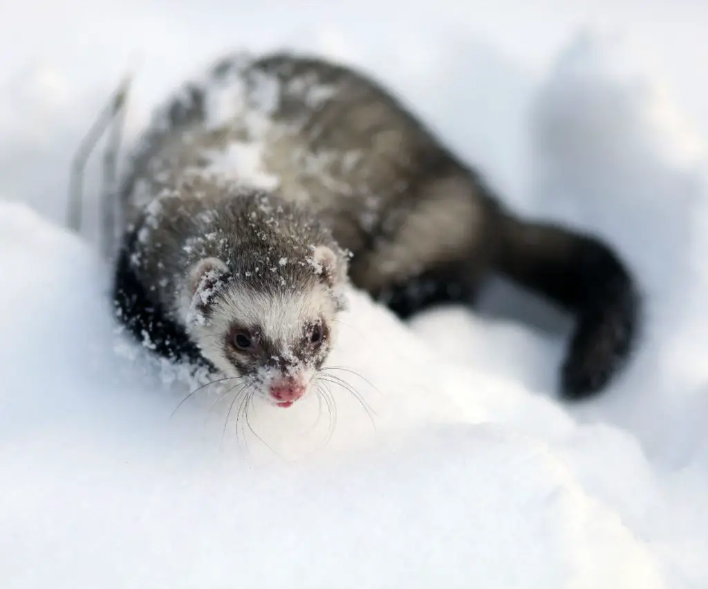 Do Ferrets Get Cold Easily?