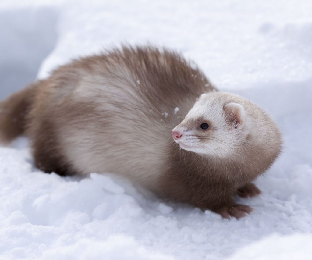 Can You Take Ferrets Out in the Snow?