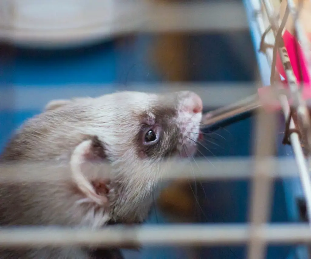 What Is a Good Drink for Ferrets?