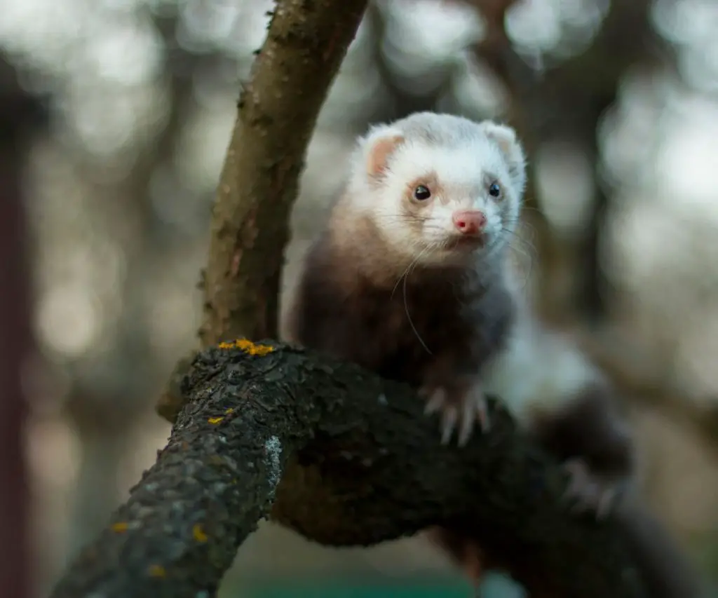 How far can ferrets fall?