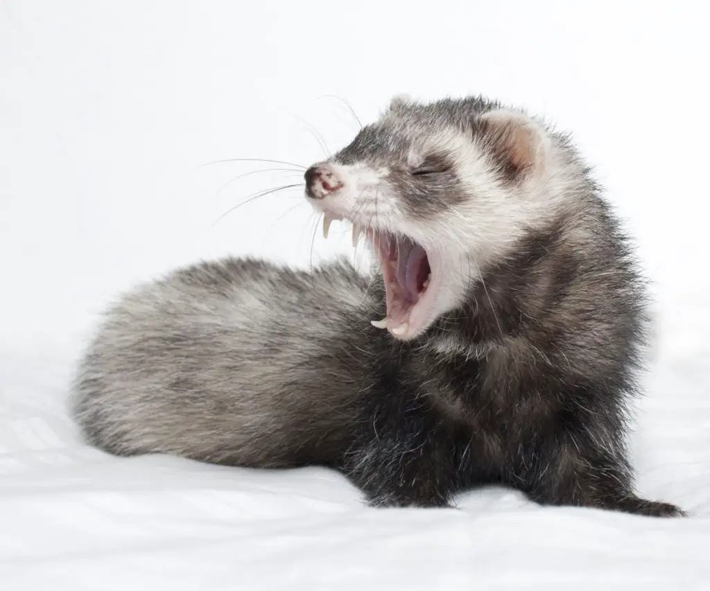 How Strong Is a Ferret’s Bite?