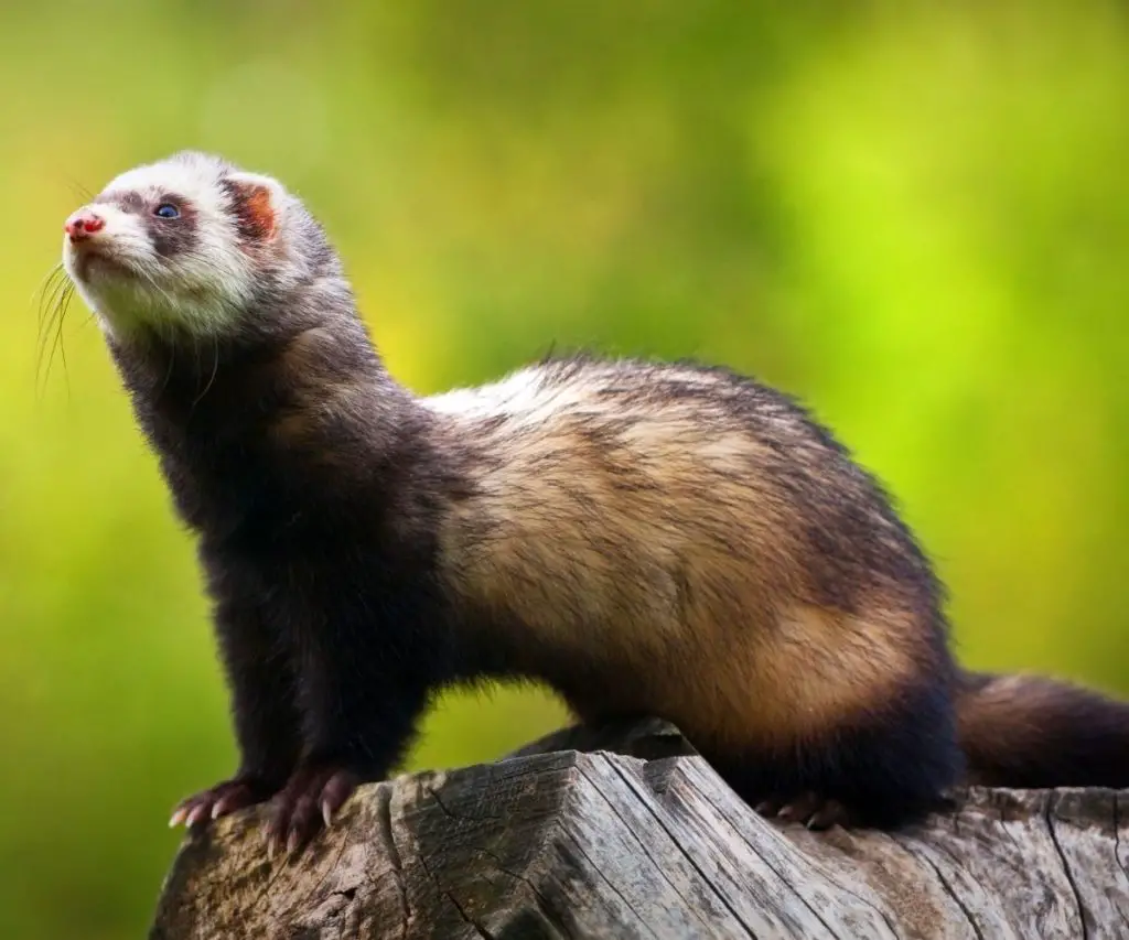 Do Ultrasonic Pest Repellers Bother Ferrets?