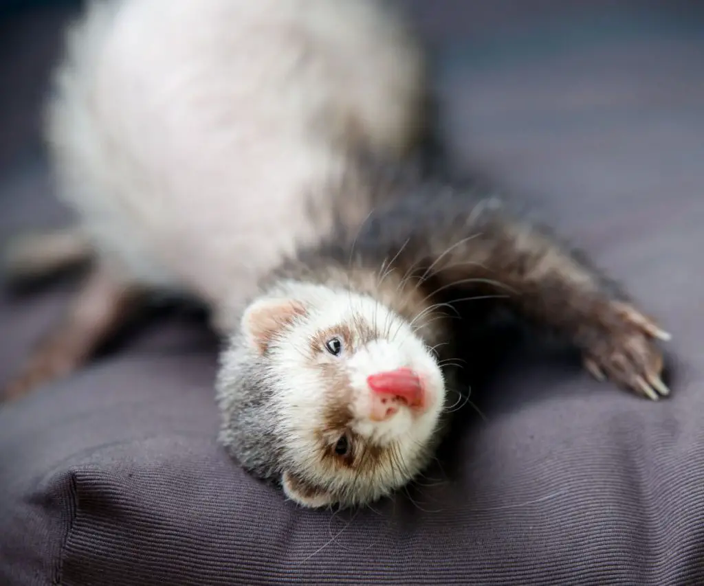 How Do You Clean Up a Ferret