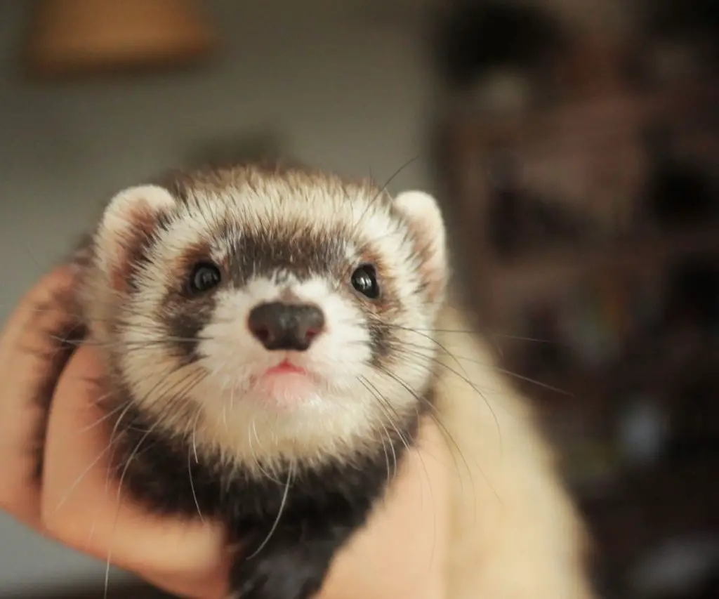 What Cleaning Products Are Safe for Ferrets?