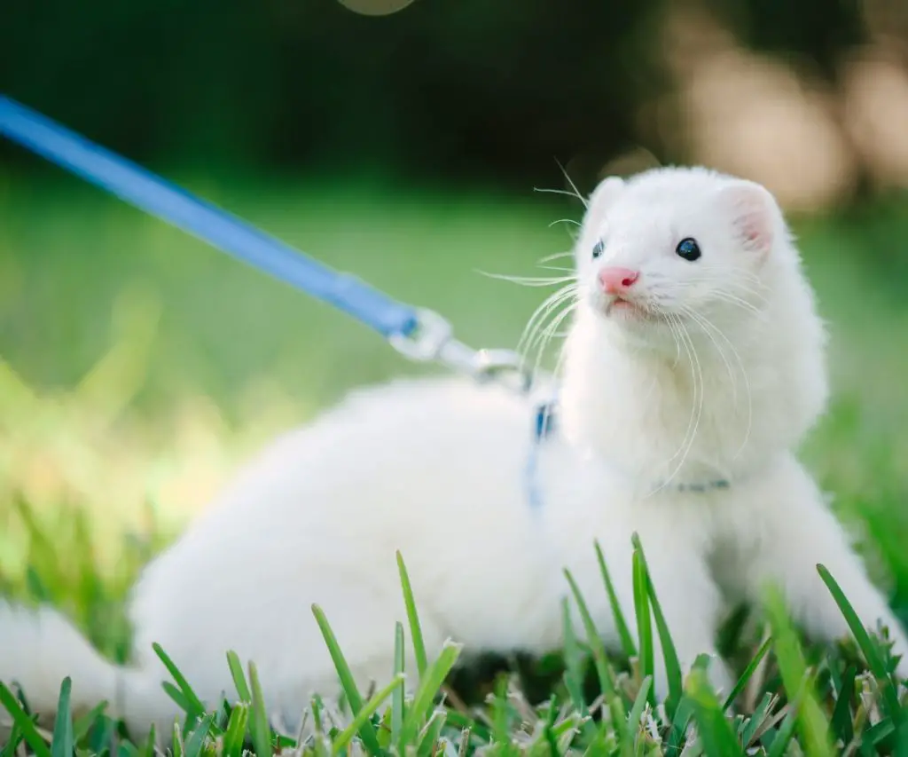are ferrets low maintanence pets