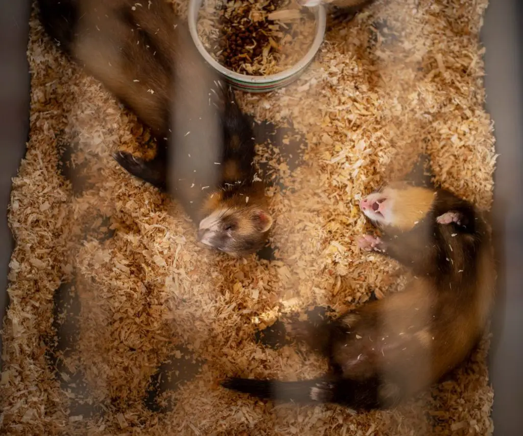 Is Straw a Good Bedding for Ferrets?