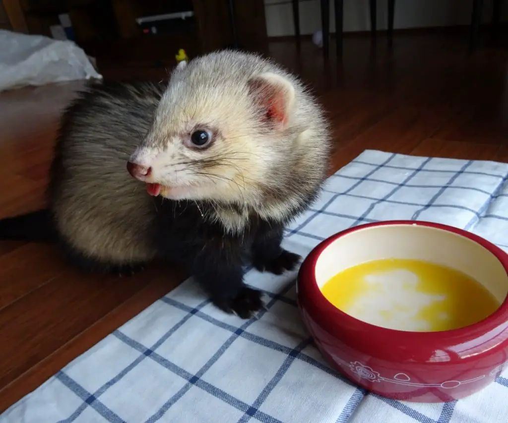 How Often Should You Give Chicken Liver to Your Ferrets