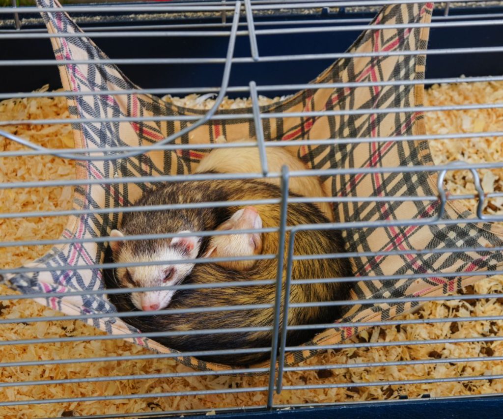 Can You Use Sawdust for Ferrets?