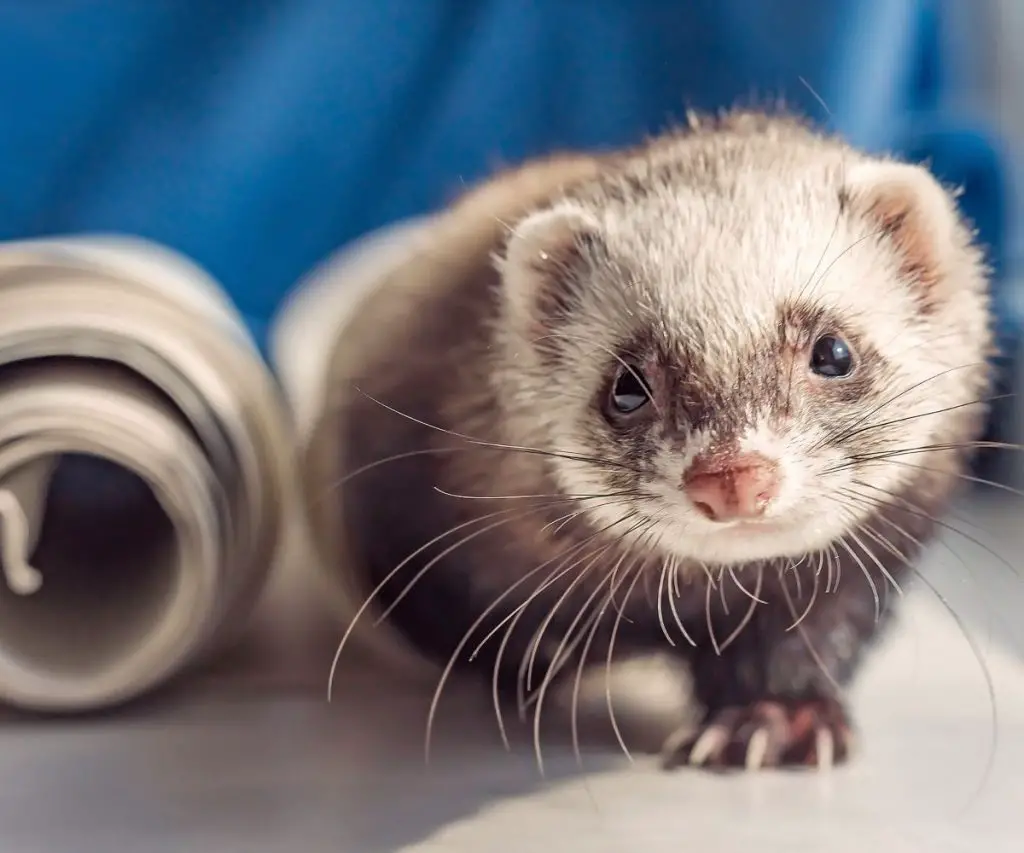 Do Ultrasonic Pest Repellers Affect Ferrets?