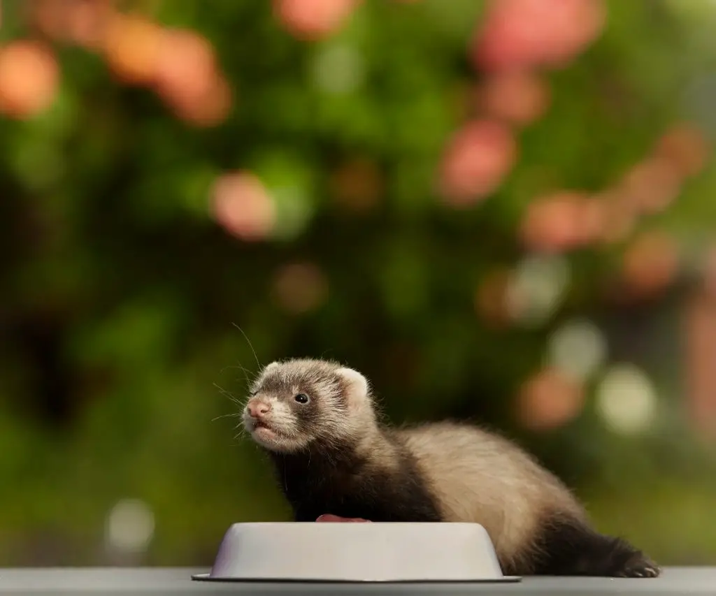 Are Ferrets a Threat to Chickens?