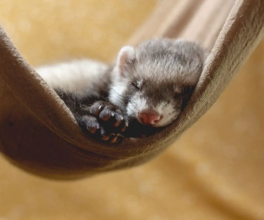 Can Ferrets Use Regular Cat Litter?