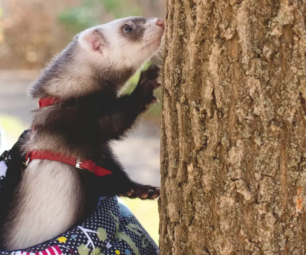 Do ferrets land on their feet?