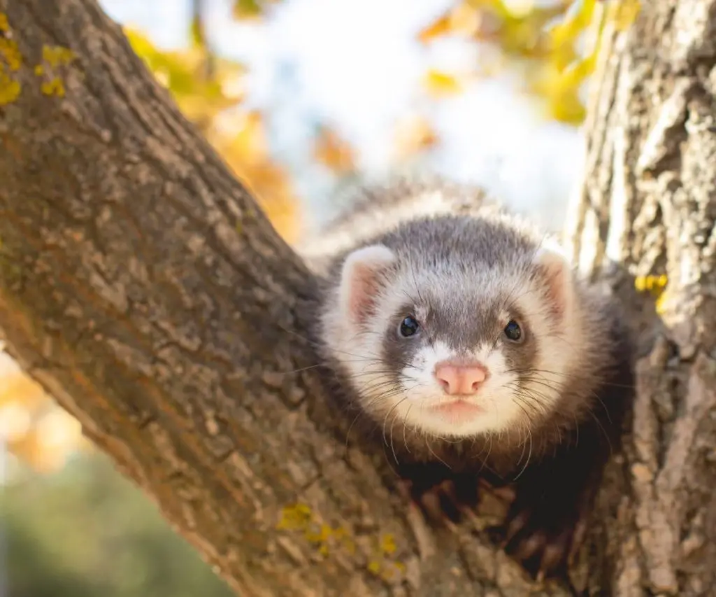 How to Protect Ferrets from Fall Damage