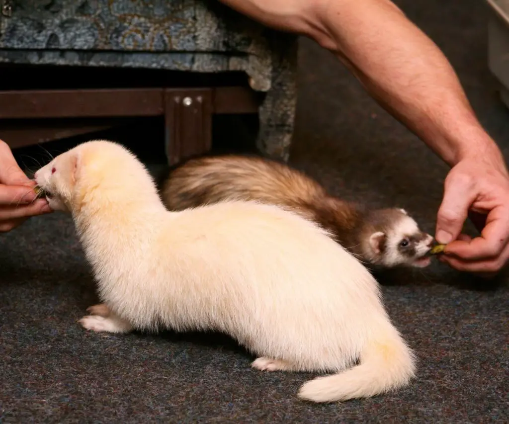 Can Ferrets Be Trained to Come When Called?