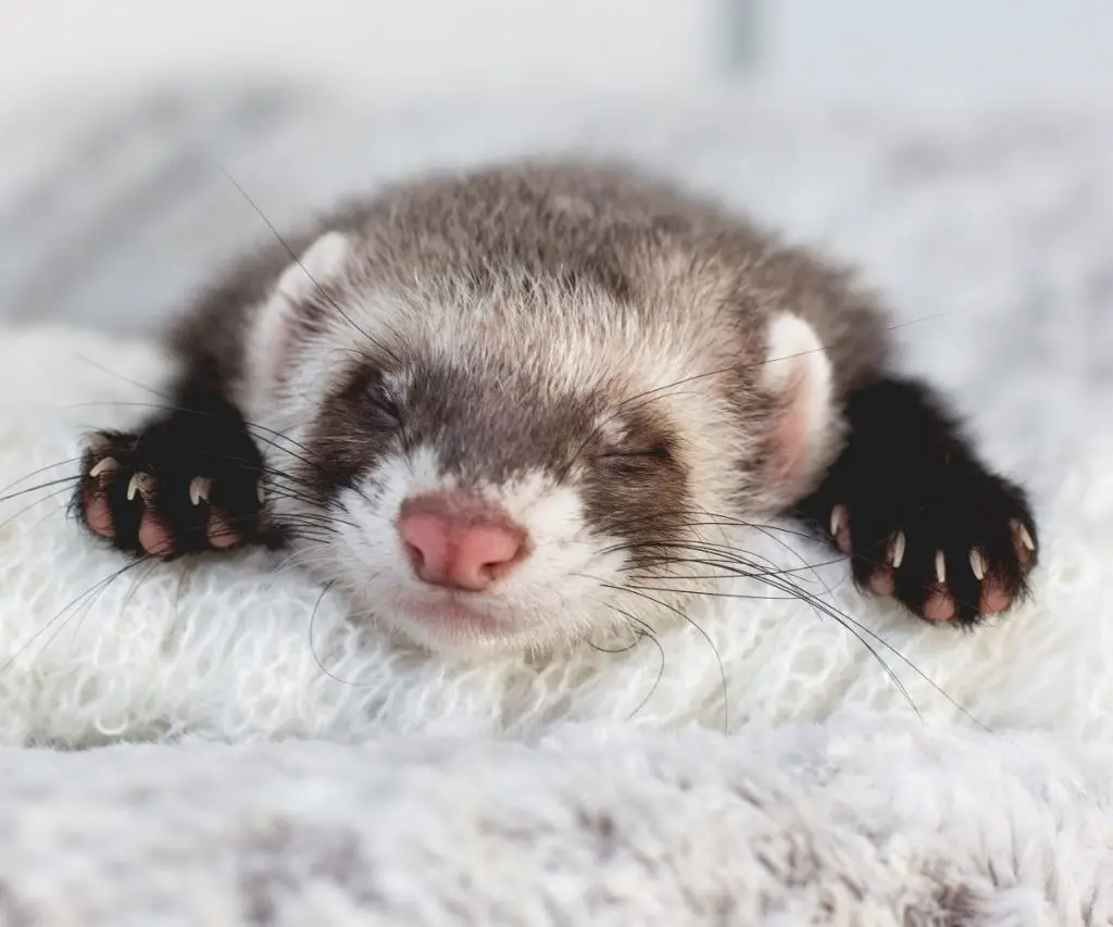 Are Ferrets High-Maintenance?