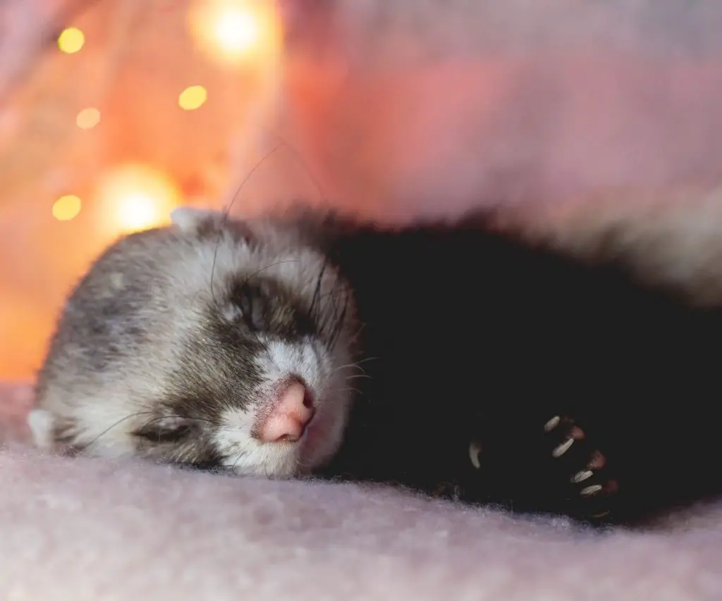 are candles safe for ferrets