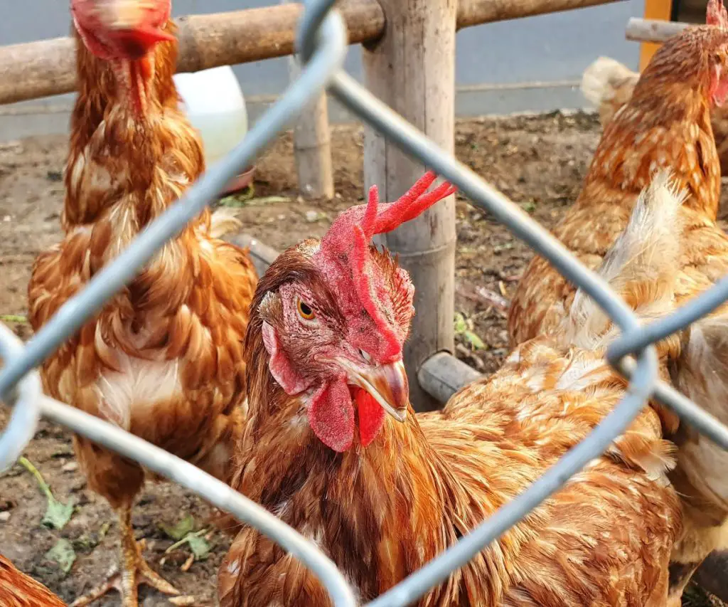 Will My Ferret Kill My Chickens?