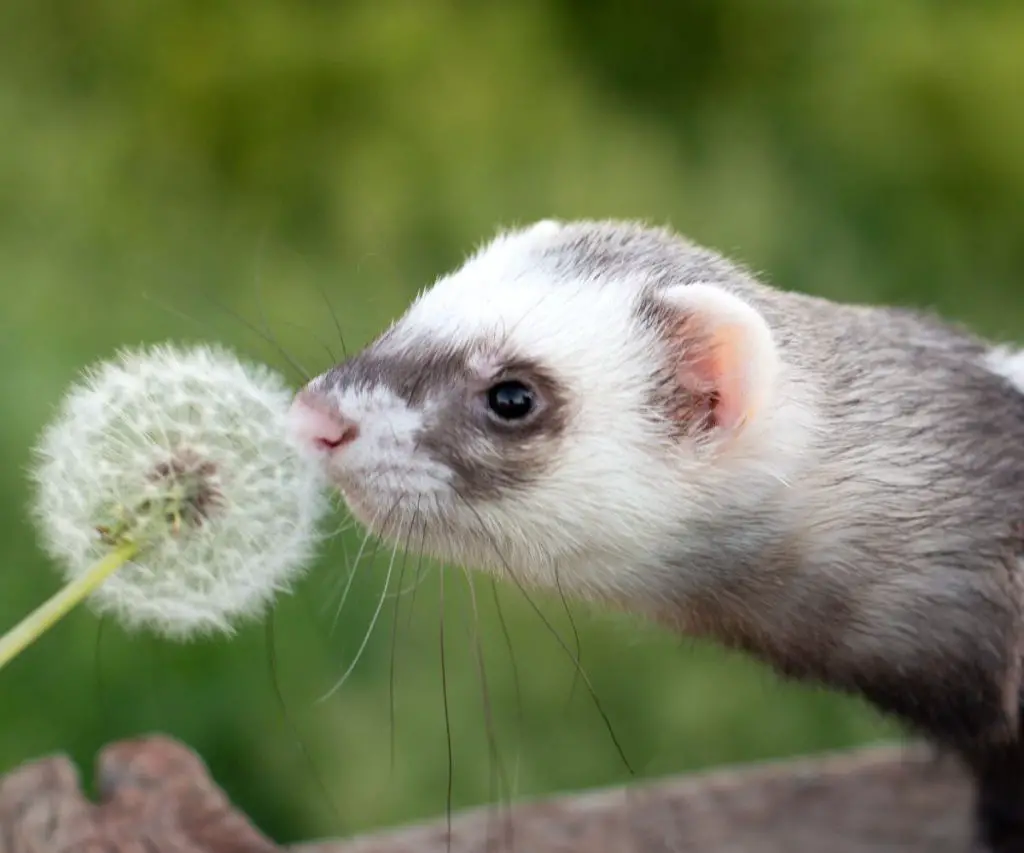 Alternatives to Incense for Ferrets