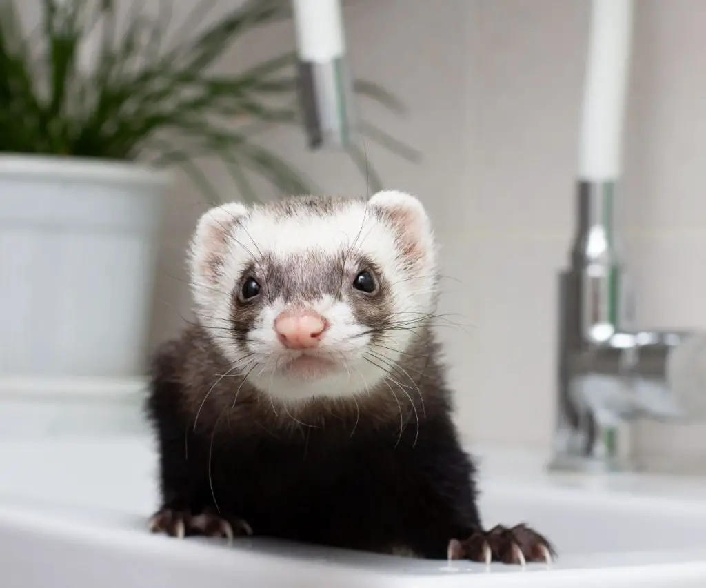 Are Baby Wipes Safe for Ferrets?