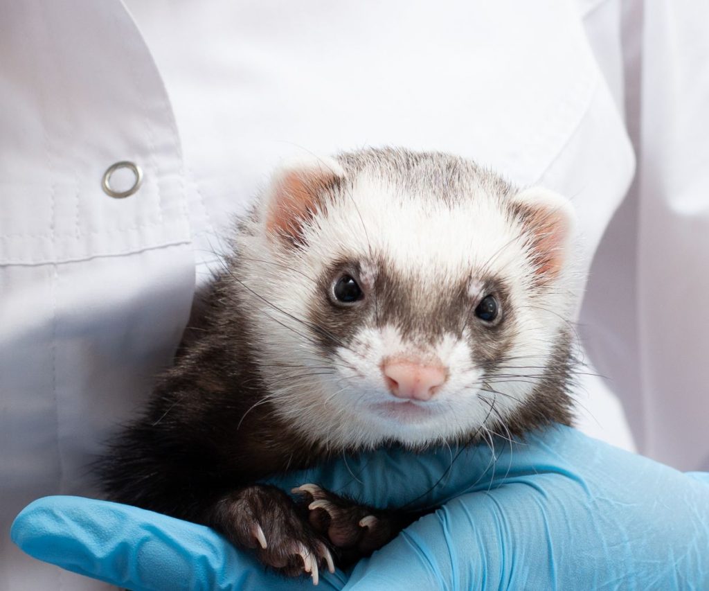 What Dewormer is Safe for Ferrets?