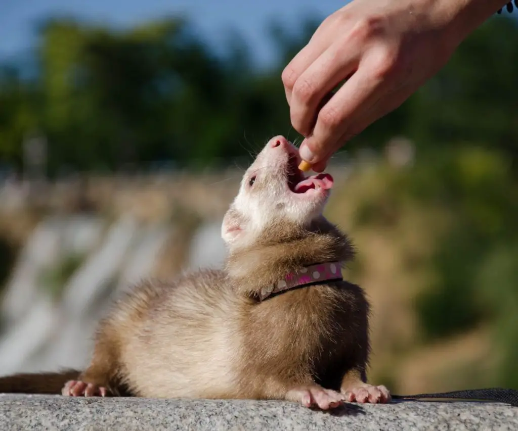 How Do You Deworm a Ferret?