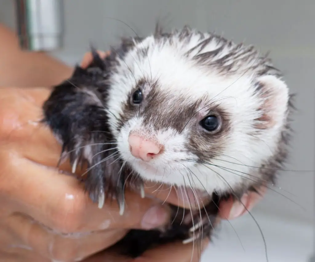 Can You Use Dish Soap on Ferrets?
