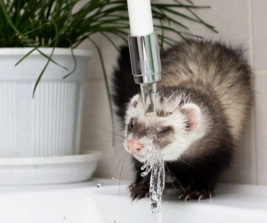 What Else Should Ferrets Not Drink?