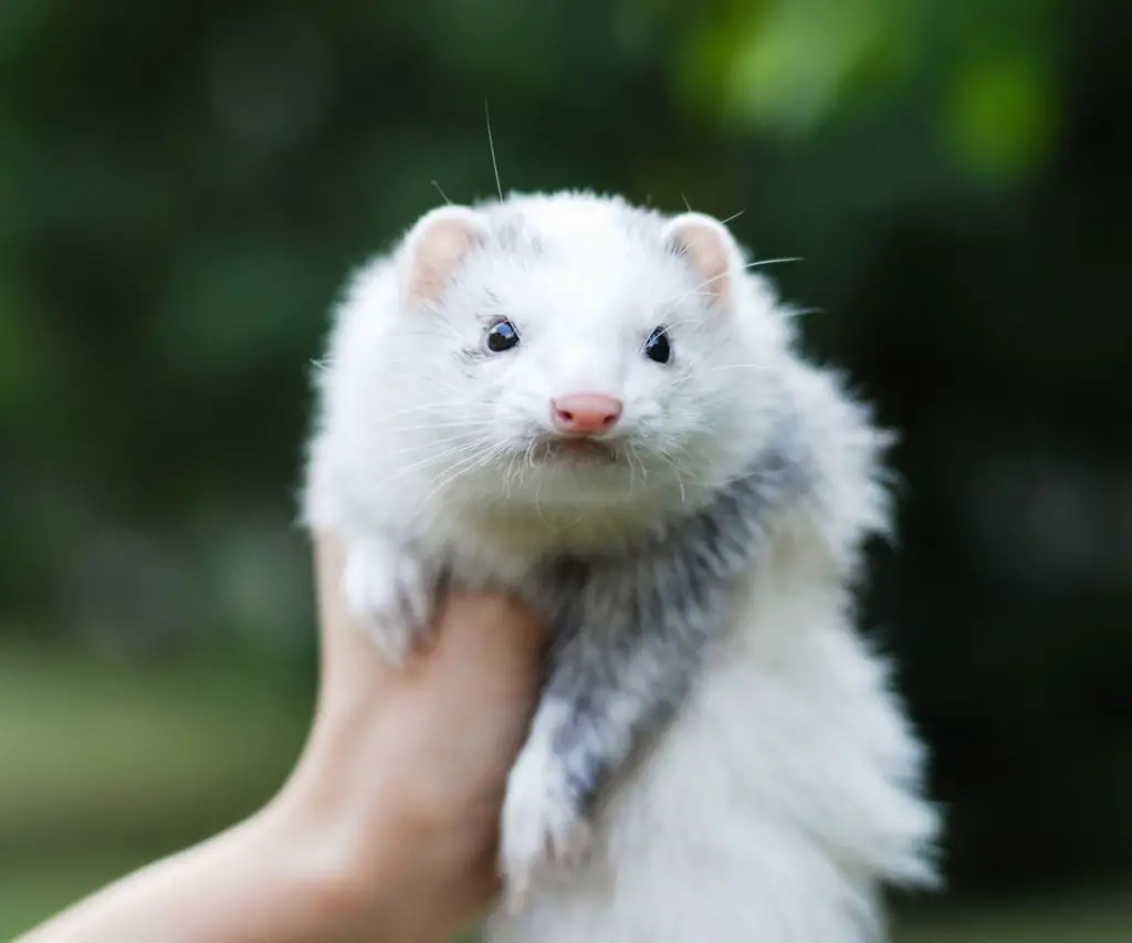 Symptoms of Respiratory Issues in Ferrets