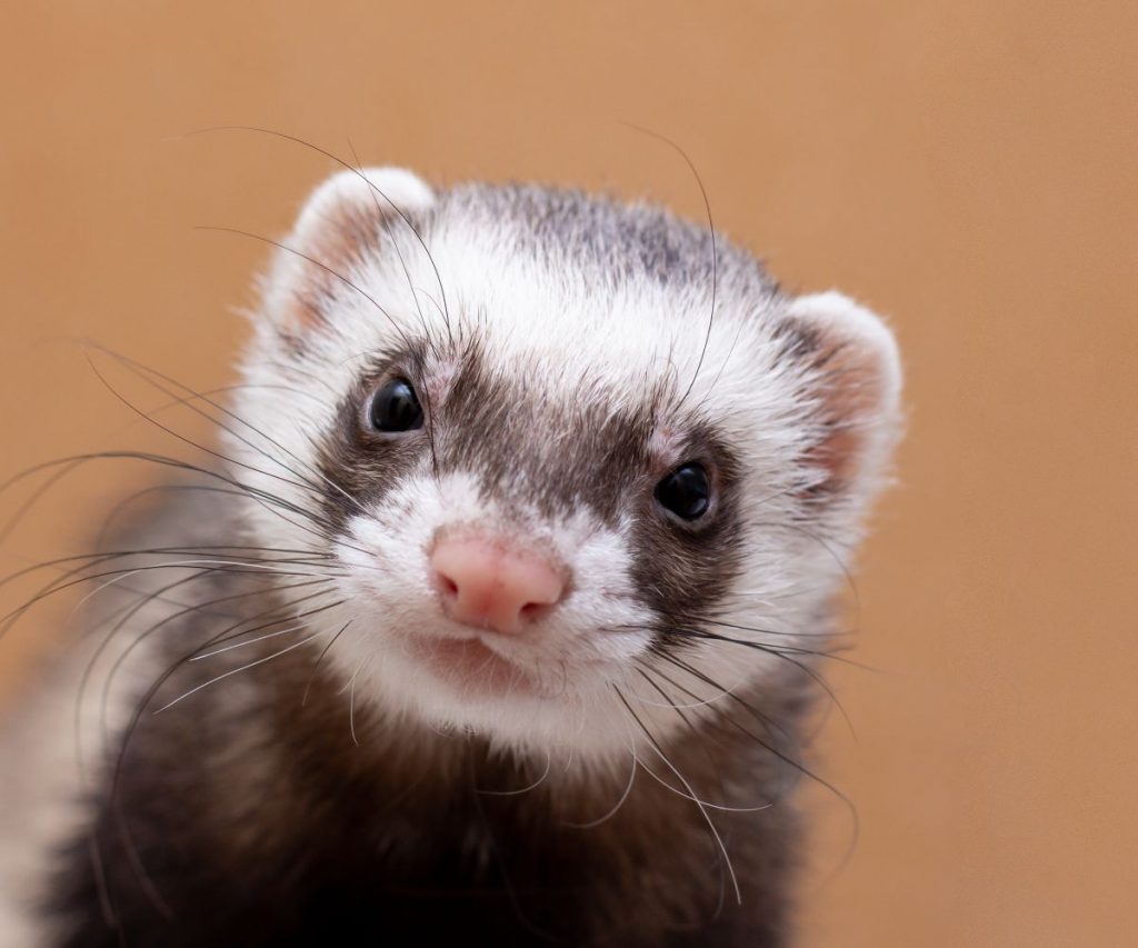 Can Ferrets Use Cat Litter