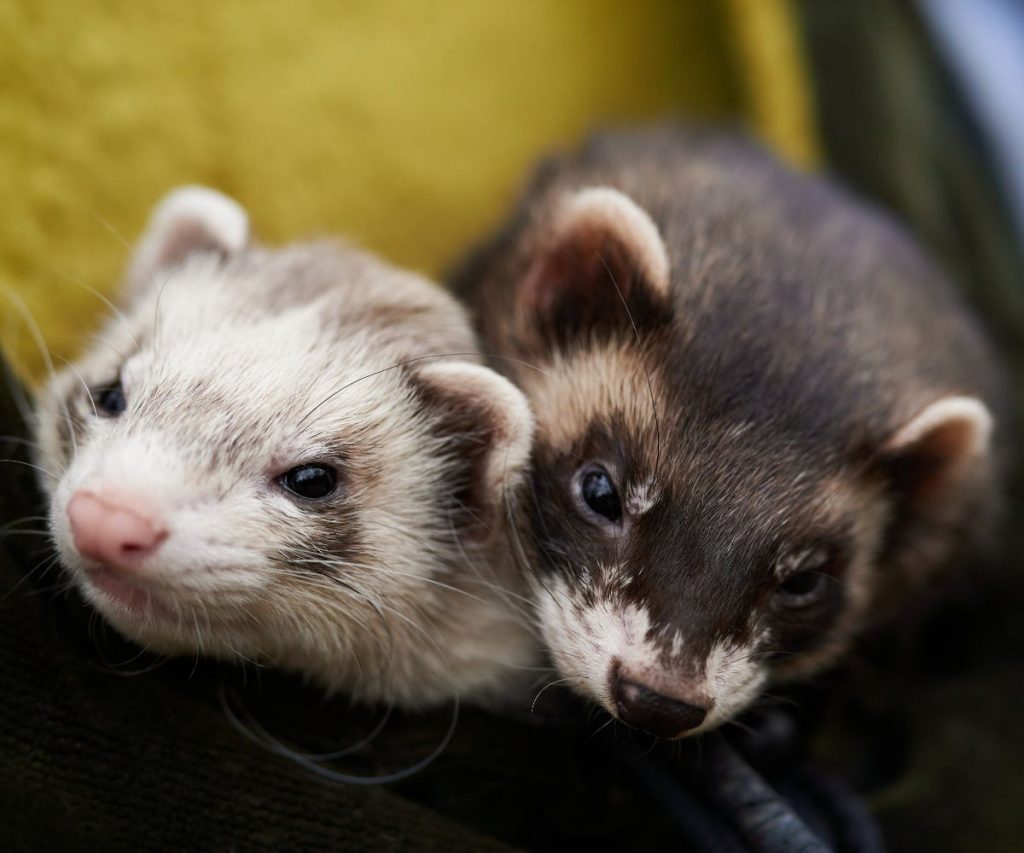 What To Do with Ferrets While on Vacation