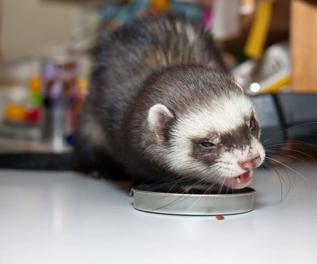 Correct Ferret Nutrition