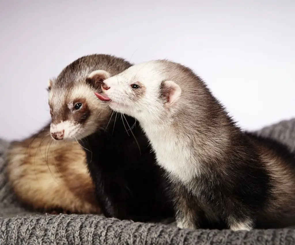 Benefits of Having Multiple Ferrets