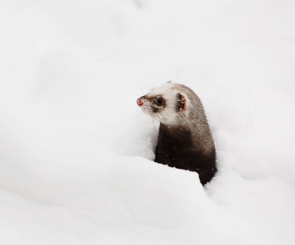 What Happens if a Ferret Gets Too Cold?