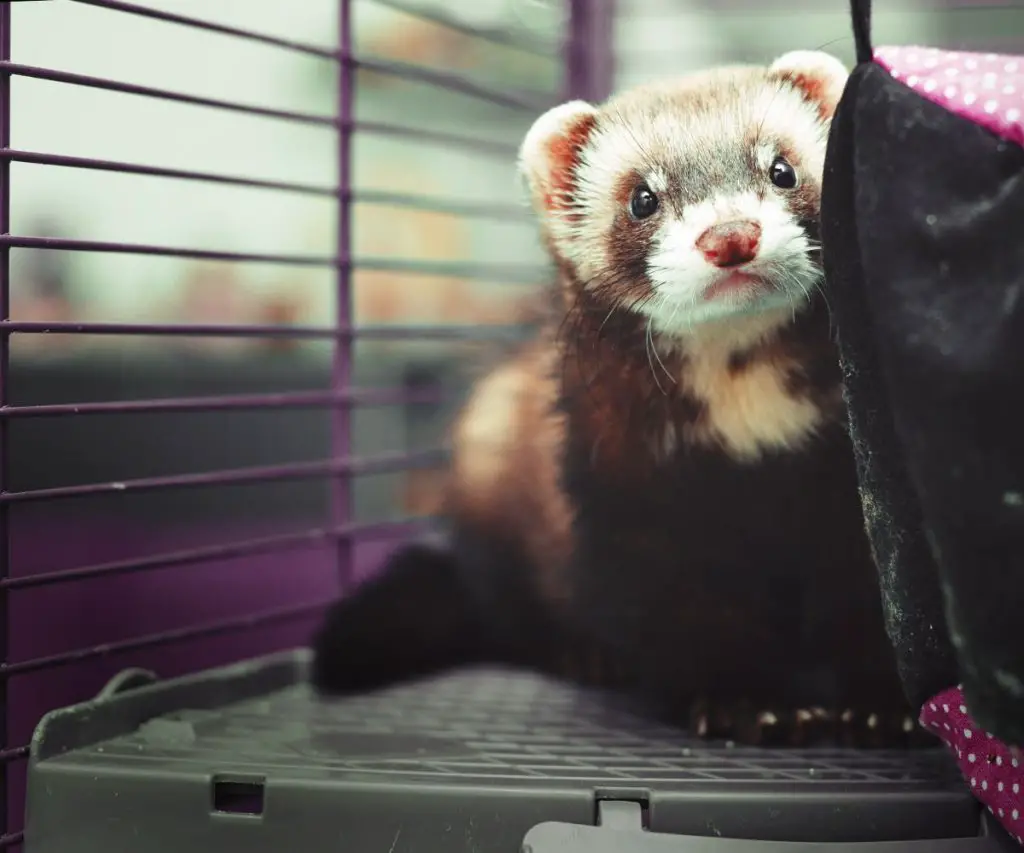 Can Ferrets Use Cedar Bedding?