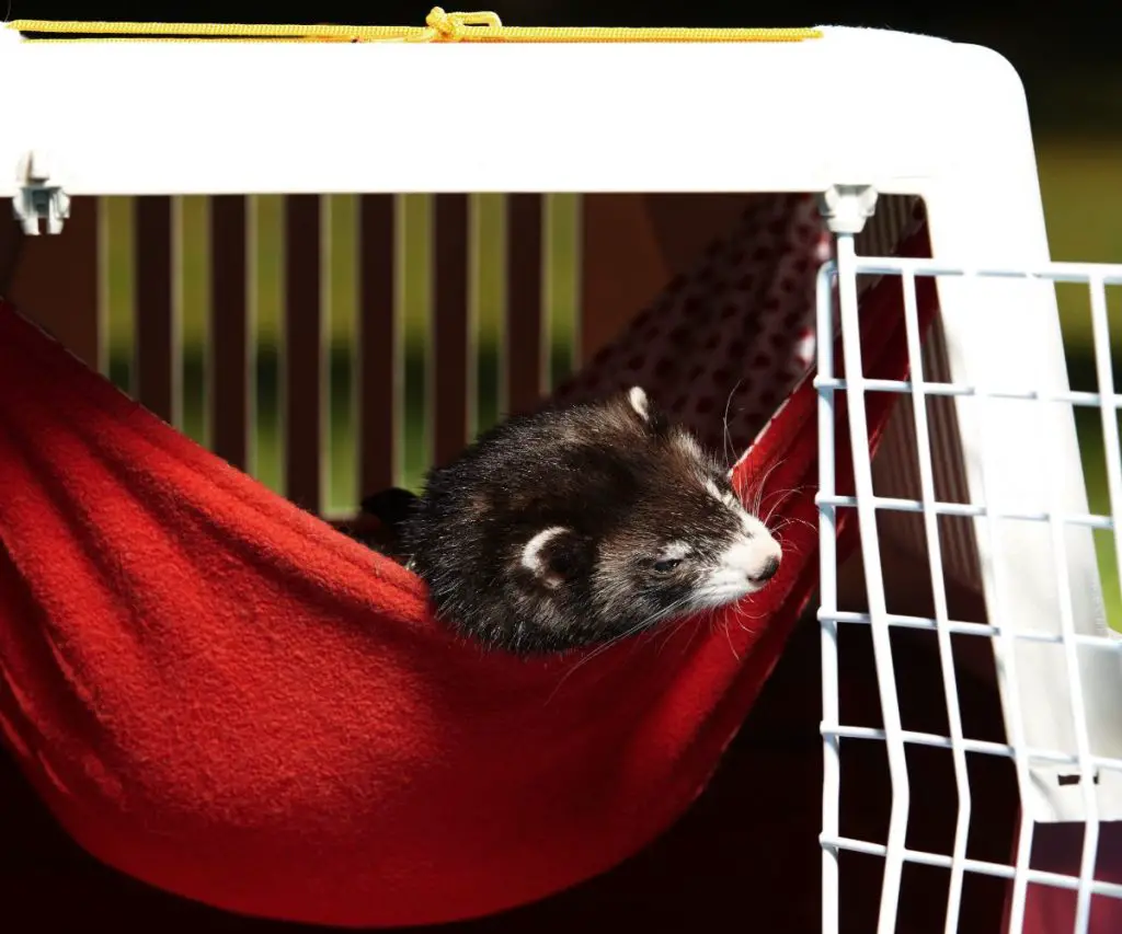 How To Travel with A Ferret