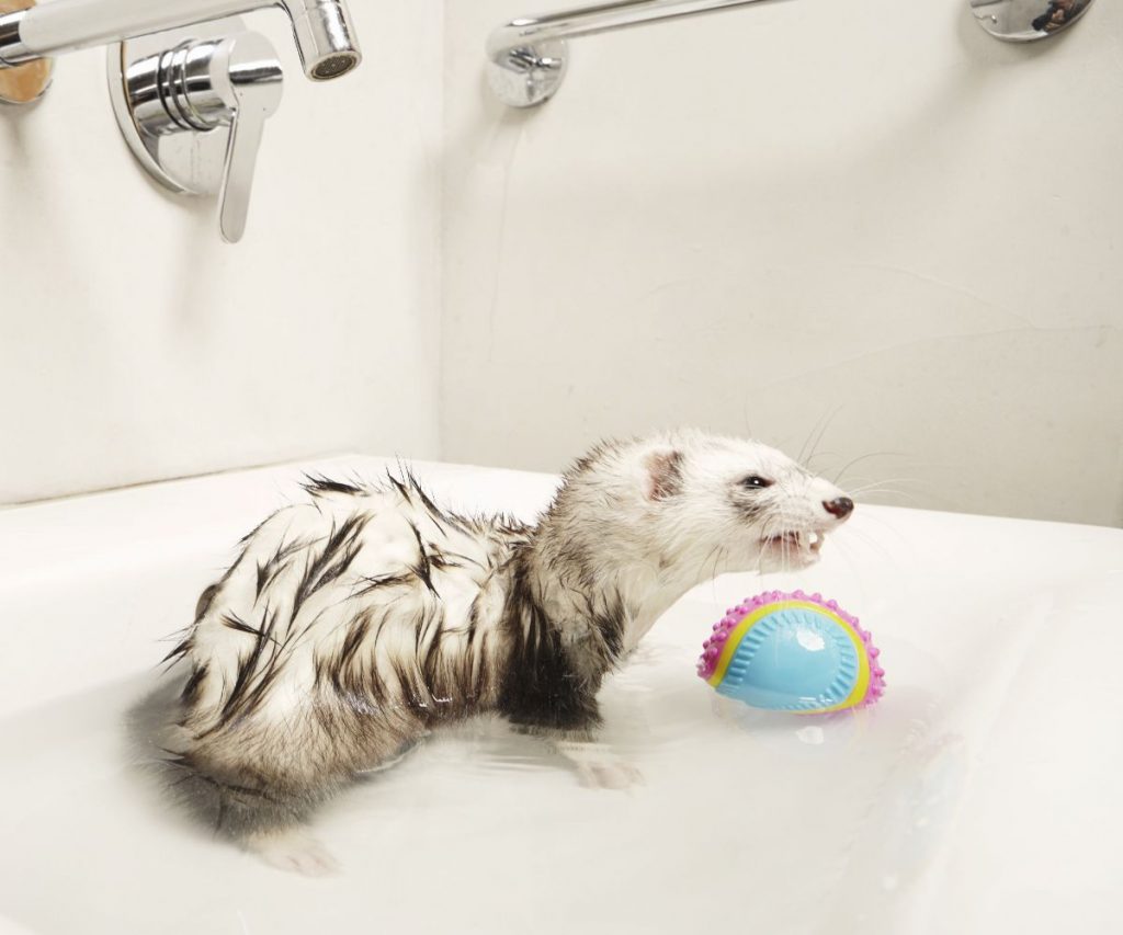 What Soap Can I Use To Wash My Ferret?