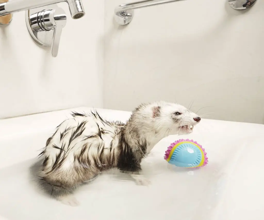 What Is the Best Shampoo for Ferrets?