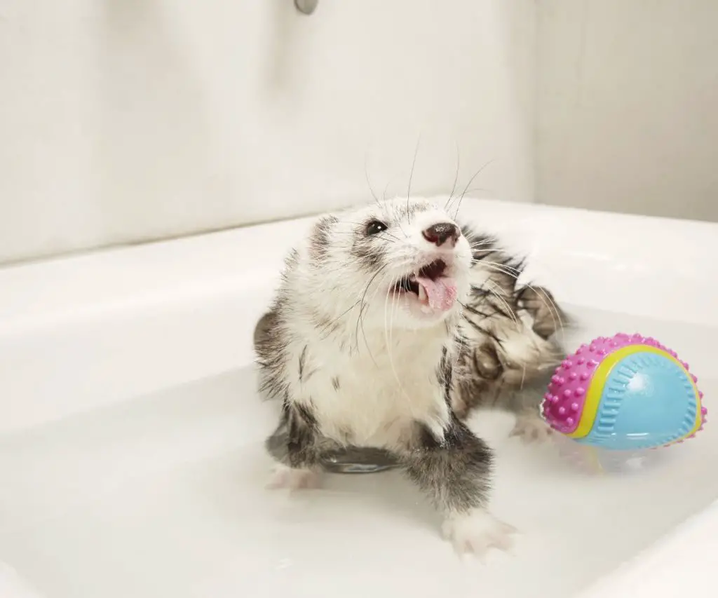What Temperature Should a Ferret's Bath Be?